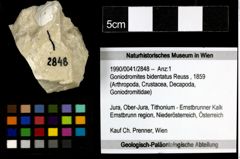 Foto (Objekt + Etiketten) von Goniodromites bidentatus (Reuss, 1859) 